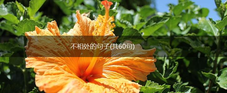不相处的句子(共60句),第1张