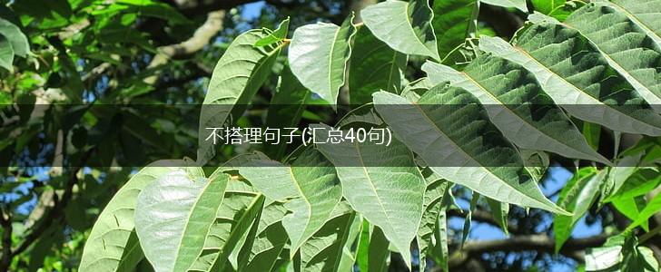 不搭理句子(汇总40句),第1张