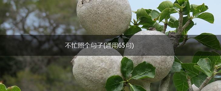 不忙照个句子(通用65句),第1张