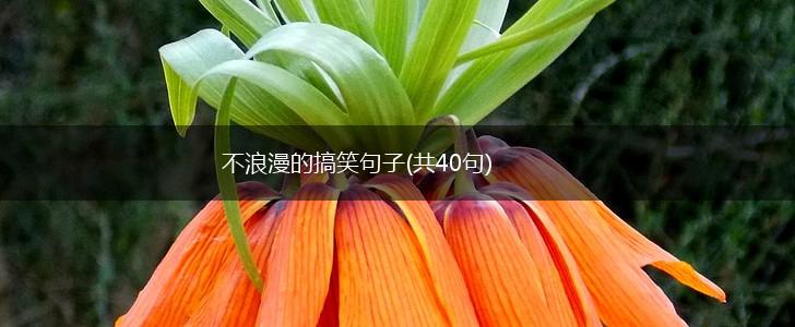 不浪漫的搞笑句子(共40句),第1张