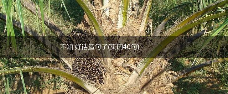 不知 好话造句子(实用40句),第1张