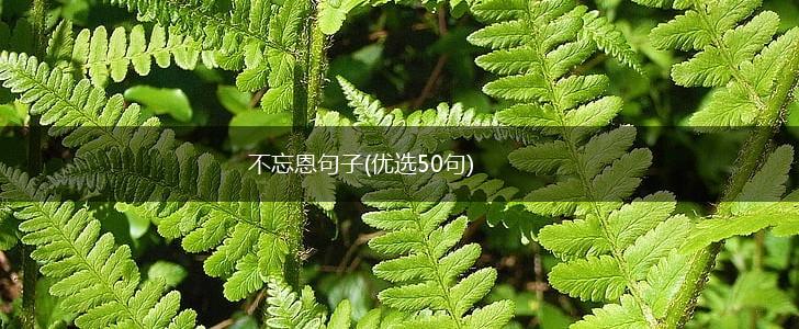 不忘恩句子(优选50句),第1张