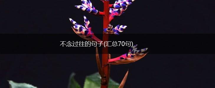 不念过往的句子(汇总70句),第1张