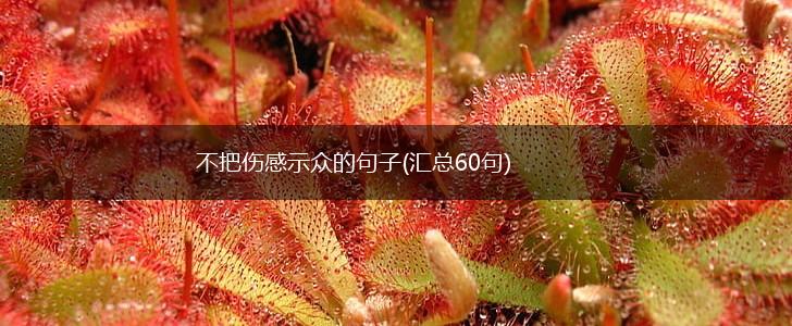 不把伤感示众的句子(汇总60句),第1张