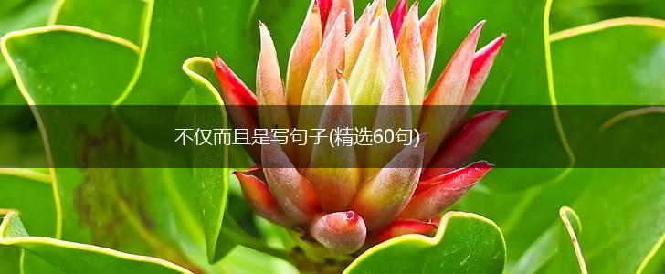不仅而且是写句子(精选60句),第1张