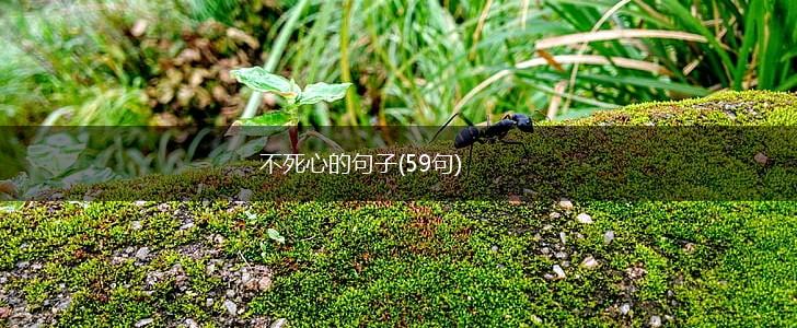 不死心的句子(59句),第1张