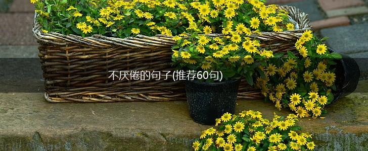 不厌倦的句子(推荐60句),第1张