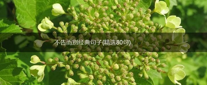 不告而别经典句子(精选80句),第1张