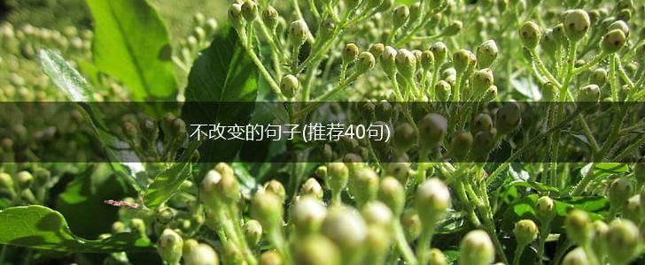 不改变的句子(推荐40句),第1张