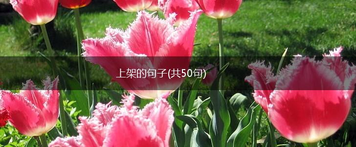 上架的句子(共50句),第1张