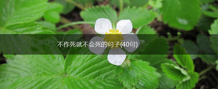 不作死就不会死的句子(40句),第1张