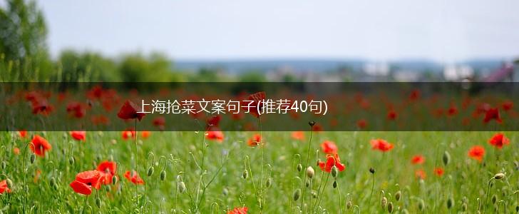 上海抢菜文案句子(推荐40句),第1张