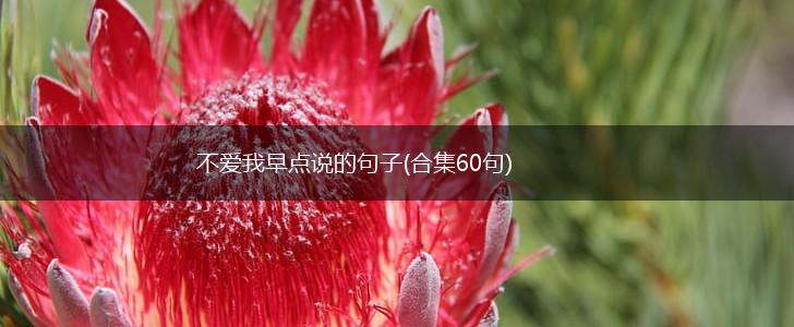 不爱我早点说的句子(合集60句),第1张