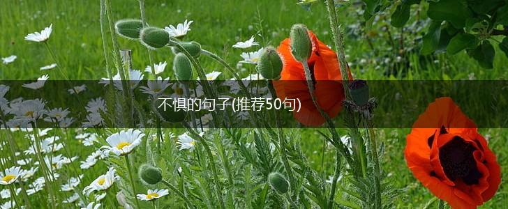 不惧的句子(推荐50句),第1张