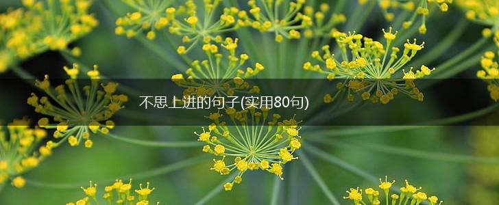 不思上进的句子(实用80句),第1张