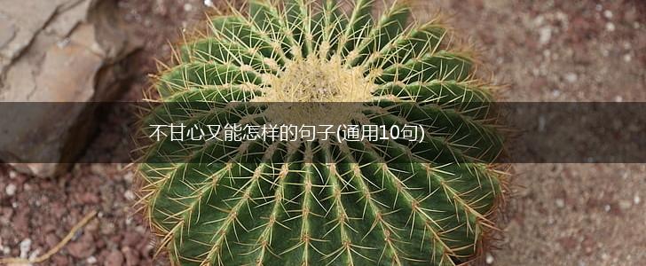 不甘心又能怎样的句子(通用10句),第1张
