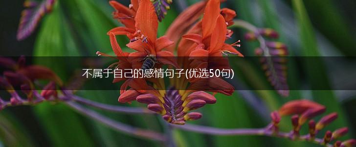 不属于自己的感情句子(优选50句),第1张
