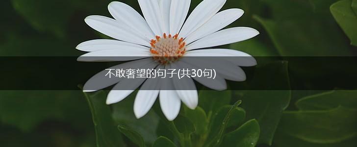 不敢奢望的句子(共30句),第1张