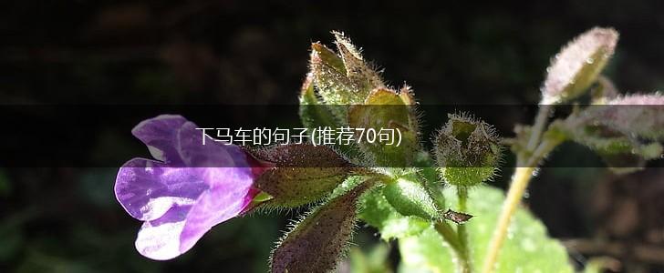 下马车的句子(推荐70句),第1张