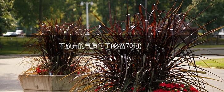 不放弃的气质句子(必备70句),第1张