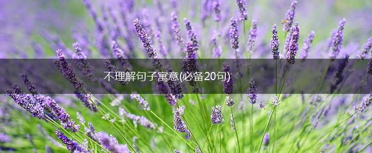 不理解句子寓意(必备20句),第1张