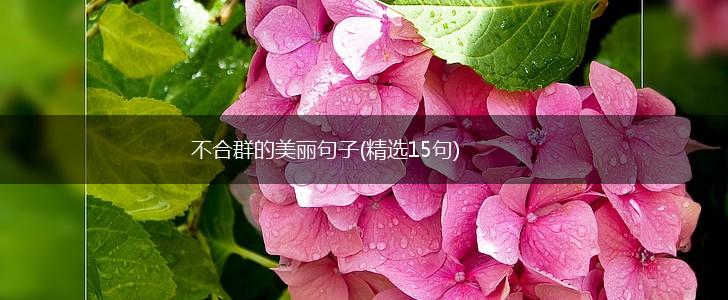 不合群的美丽句子(精选15句),第1张