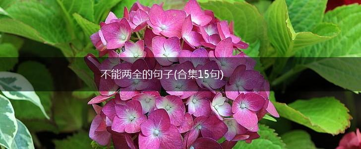 不能两全的句子(合集15句),第1张