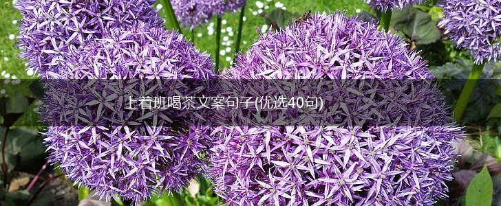 上着班喝茶文案句子(优选40句),第1张