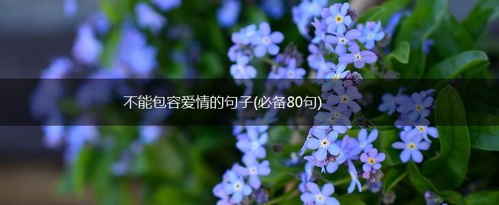 不能包容爱情的句子(必备80句),第1张