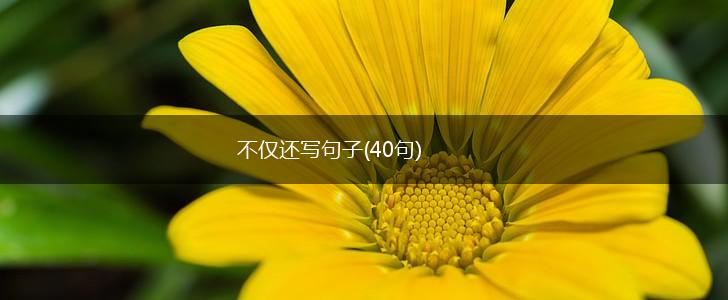 不仅还写句子(40句),第1张