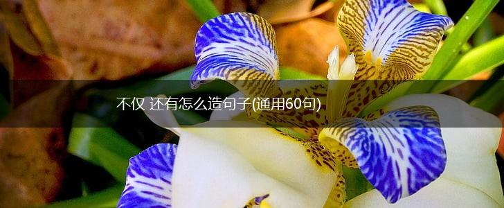 不仅 还有怎么造句子(通用60句),第1张