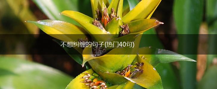 不想纠缠的句子(热门40句),第1张