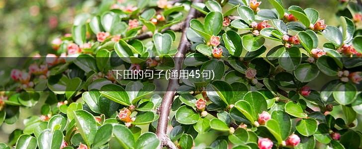 下田的句子(通用45句),第1张