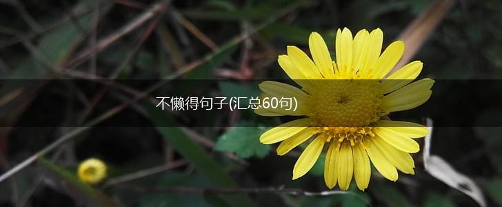 不懒得句子(汇总60句),第1张