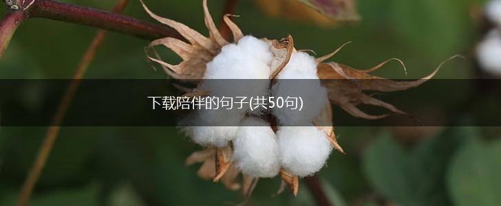 下载陪伴的句子(共50句),第1张