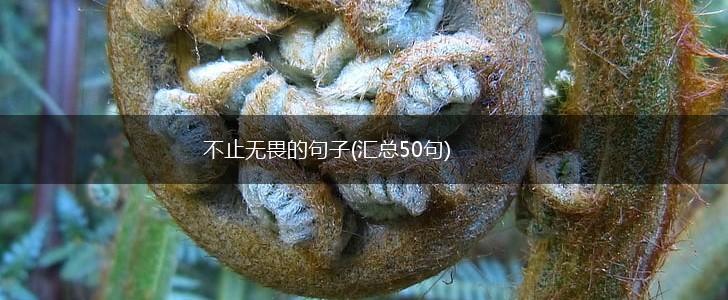 不止无畏的句子(汇总50句),第1张