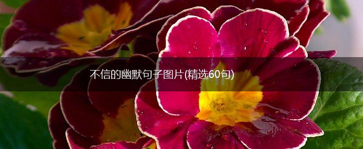 不信的幽默句子图片(精选60句),第1张