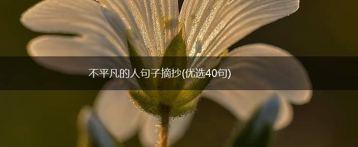 不平凡的人句子摘抄(优选40句),第1张
