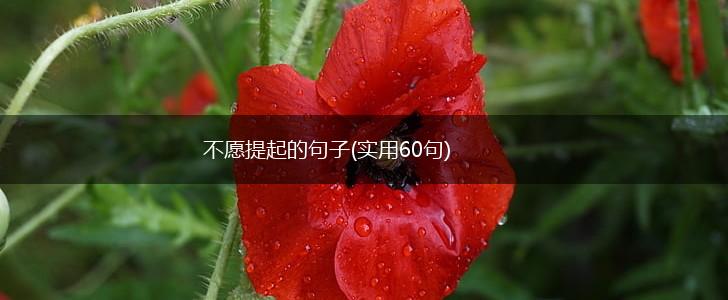 不愿提起的句子(实用60句),第1张