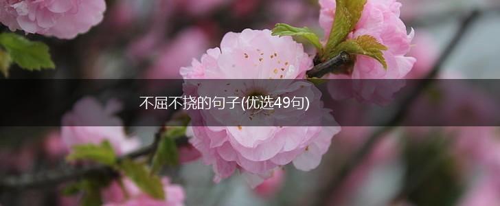 不屈不挠的句子(优选49句),第1张