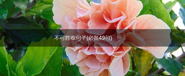 不可胜收句子(必备49句),第1张