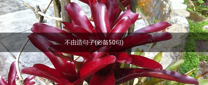 不由造句子(必备50句),第1张