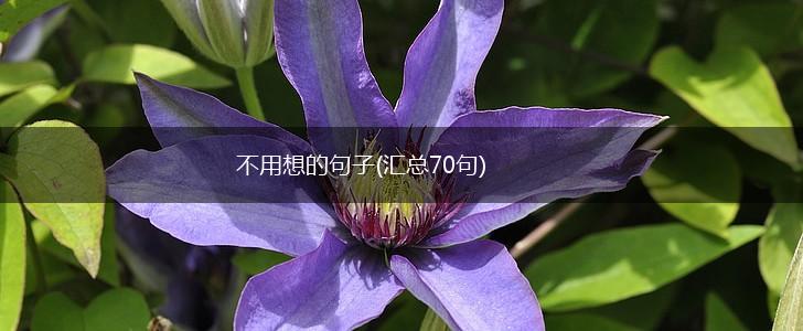 不用想的句子(汇总70句),第1张