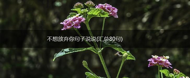 不想放弃你句子说说(汇总80句),第1张