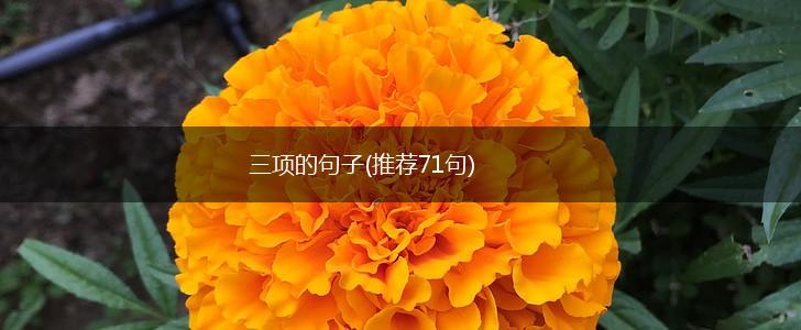 三项的句子(推荐71句),第1张