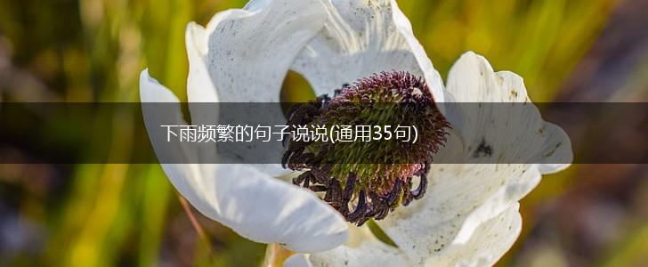 下雨频繁的句子说说(通用35句),第1张