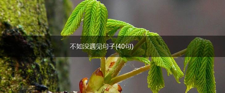 不如没遇见句子(40句),第1张