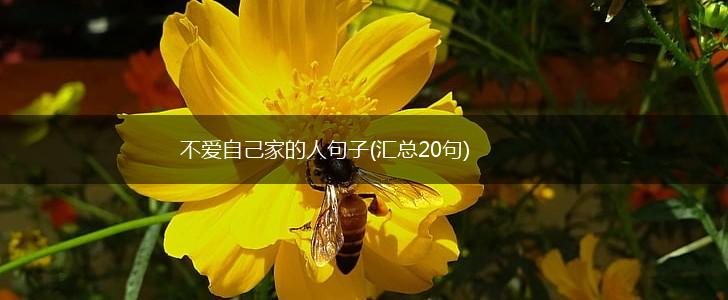 不爱自己家的人句子(汇总20句),第1张