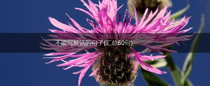 不能骂脏话的句子(汇总60句),第1张