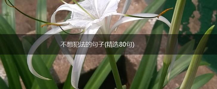 不想犯法的句子(精选80句),第1张